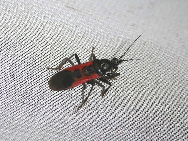 Peirates hybridus - foltos rablópoloska