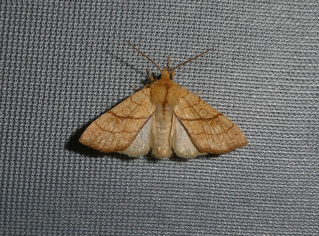 Tiliacea citrago - citromszínű sárgabagoly