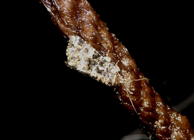 Callopistria latreillei - gyöngypettyes bagoly