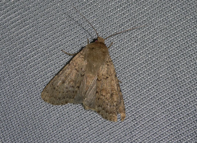 Rhyacia simulans - hamvas földibagoly