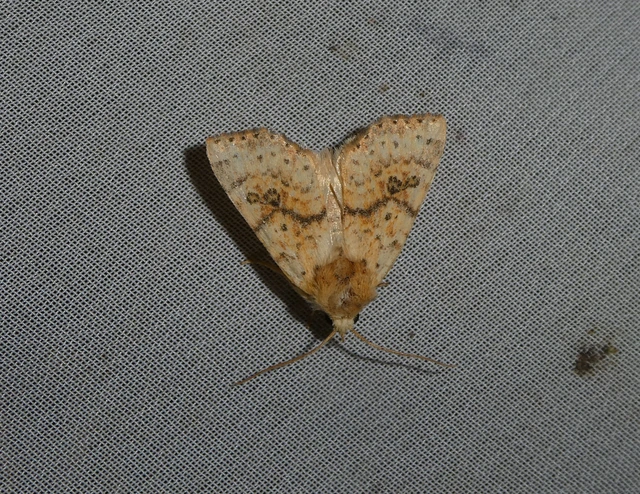 Tiliacea sulphurago - kénes sárgabagoly