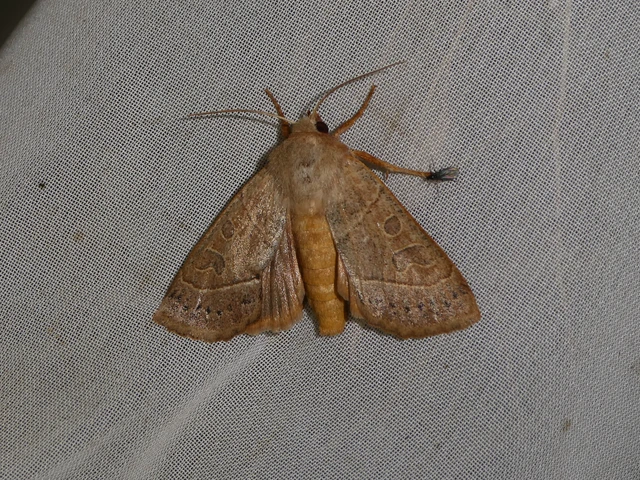 Mesogona acetosellae - madársóskabagoly