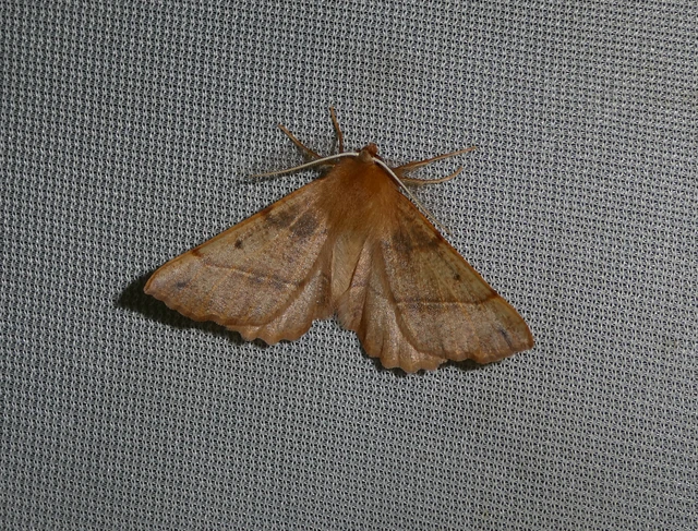 Colotois pennaria - tollascsápú araszoló