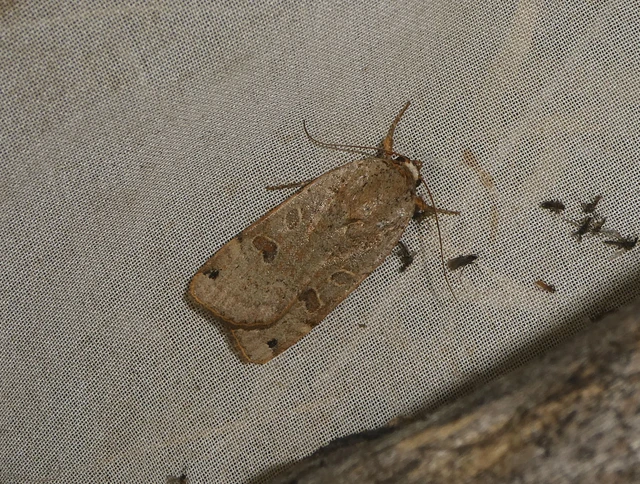 Noctua orbona - foltos sárgafűbagoly