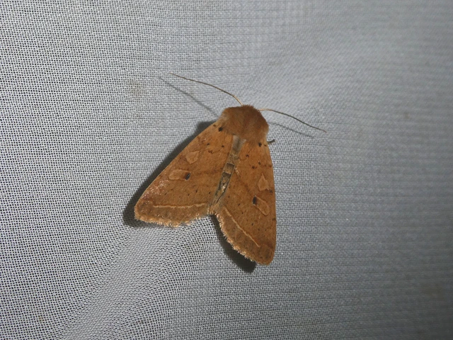 Leptologia macilenta - gyertyán-őszibagoly