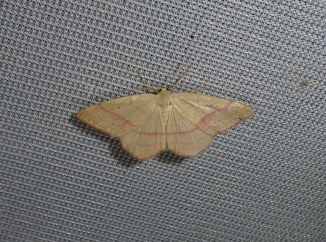 Rhodostrophia vibicaria - pirosszélű araszoló