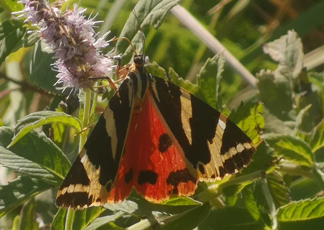 Euplagia quadripunctaria - csíkos medvelepke