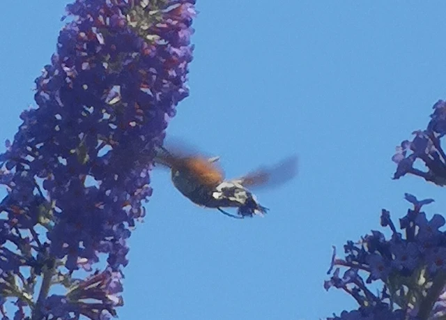 Macroglossum stellatarum - kacsafarkú szender