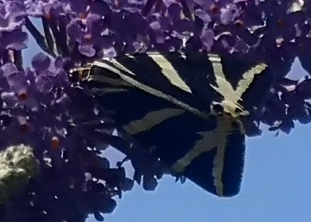 Euplagia quadripunctaria - csíkos medvelepke