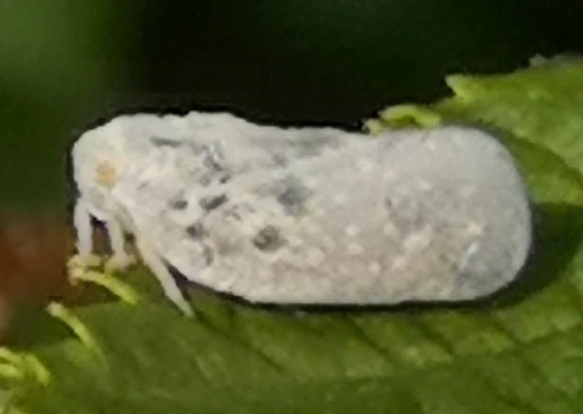 Metcalfa pruinosa - amerikai lepkekabóca