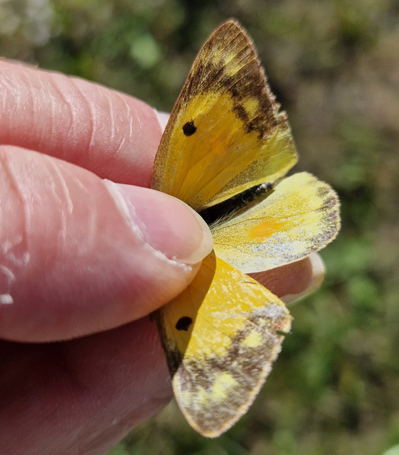 Colias croceus - sáfránylepke