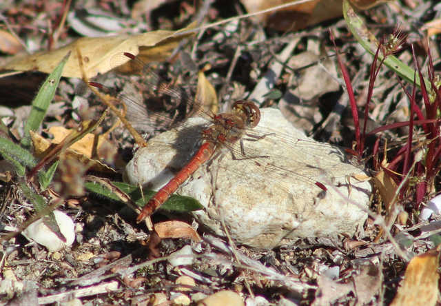 Sympetrum striolatum - harántsávos katona-szitakötő