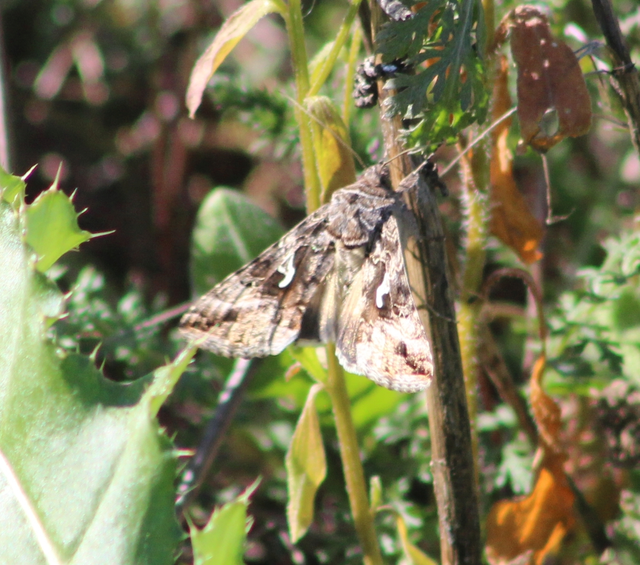 Autographa gamma - gammalepke