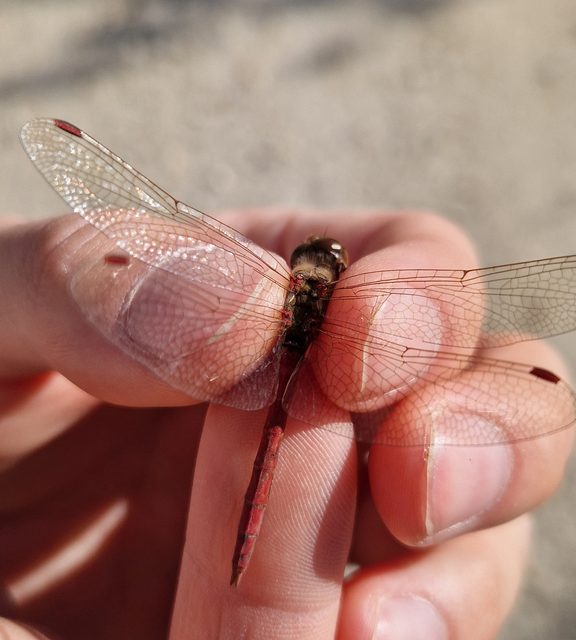 Sympetrum vulgatum - barkós katona-szitakötő