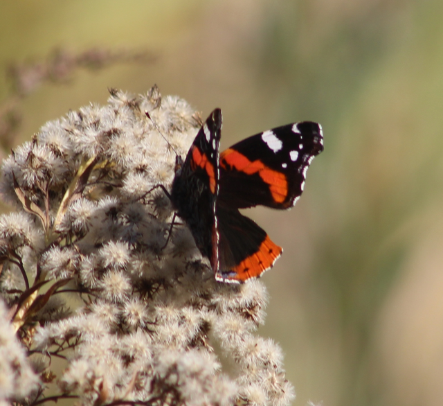 Vanessa atalanta - atalantalepke