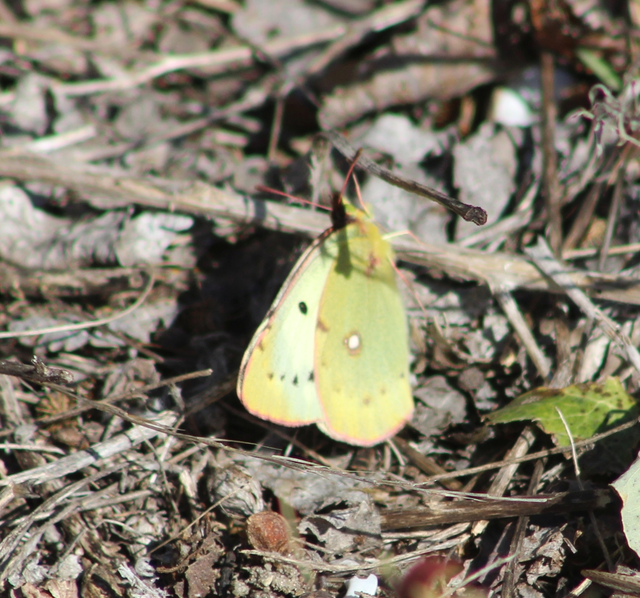 Colias hyale - kéneslepke