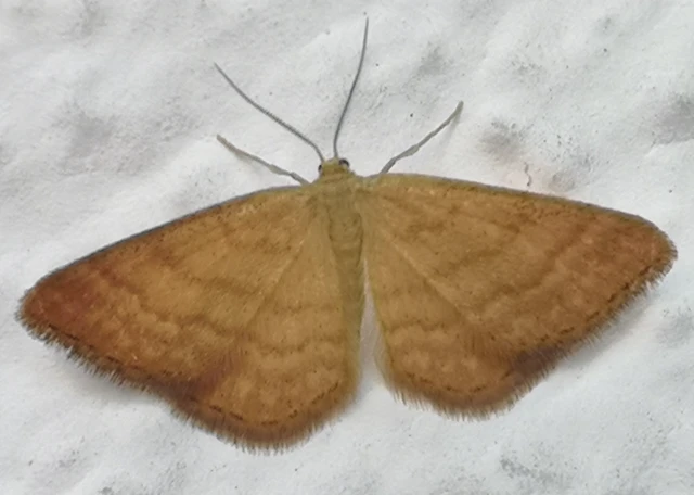 Idaea ochrata - okkerszínű sávosaraszoló