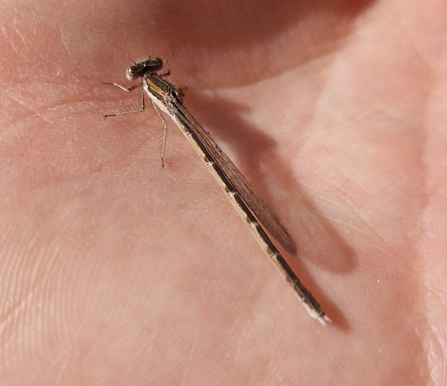 Sympecma fusca - téli rablószitakötő