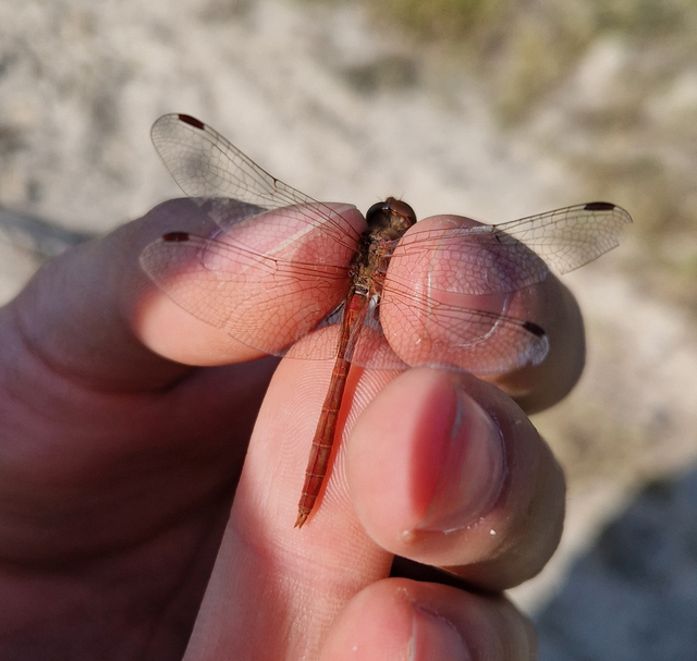 Sympetrum meridionale - fakó katona-szitakötő