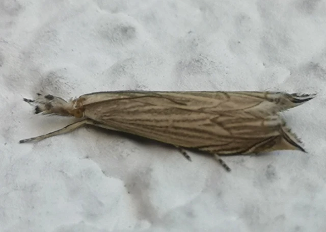 Metacrambus carectellus - homoki fűgyökérmoly