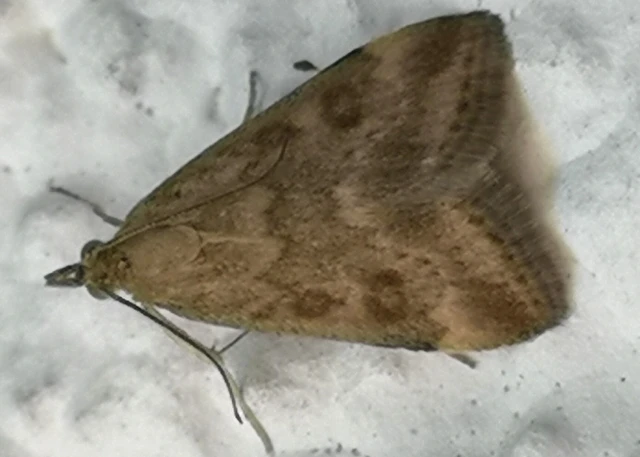 Pyrausta despicata - réti bíbormoly