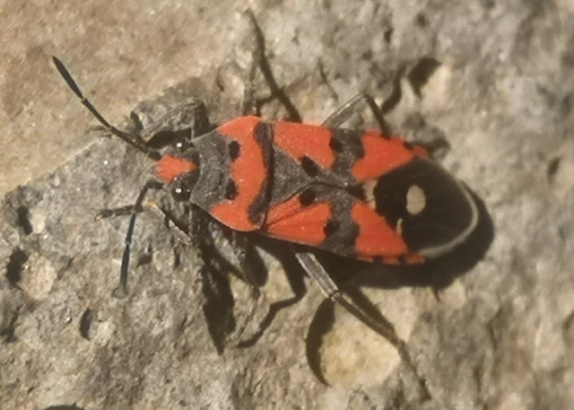 Lygaeus equestris/simulans
