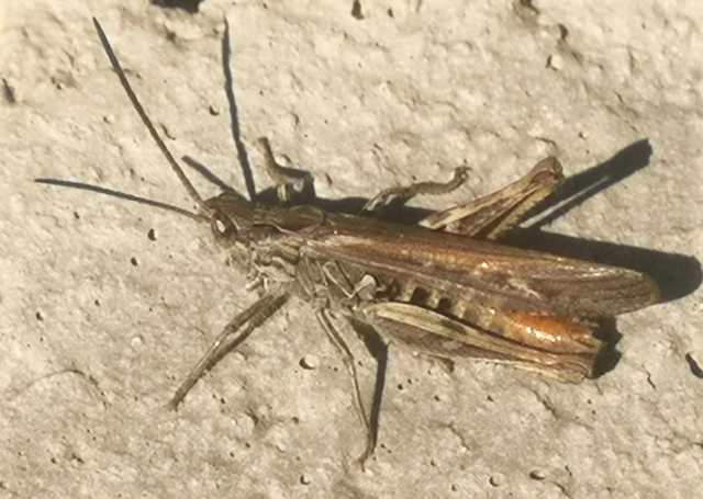 Chorthippus