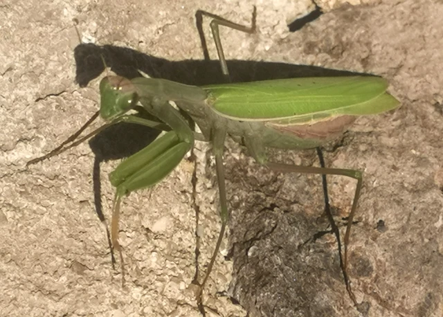 Mantodea - Fogólábúak