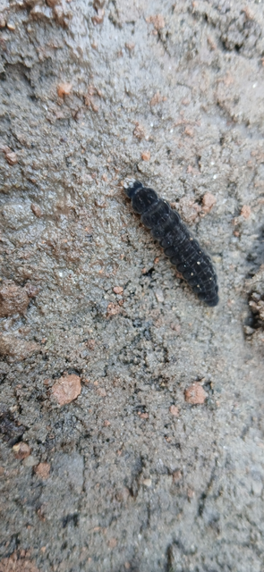 Cantharidae - lágybogárfélék