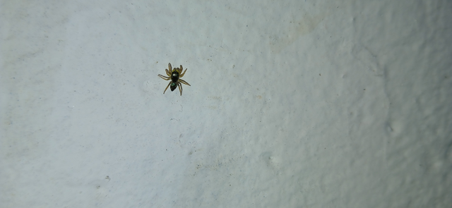 Salticidae - ugrópókok