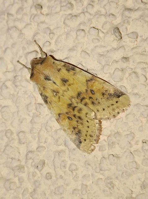 Cirrhia gilvago - foltos sárgabagoly