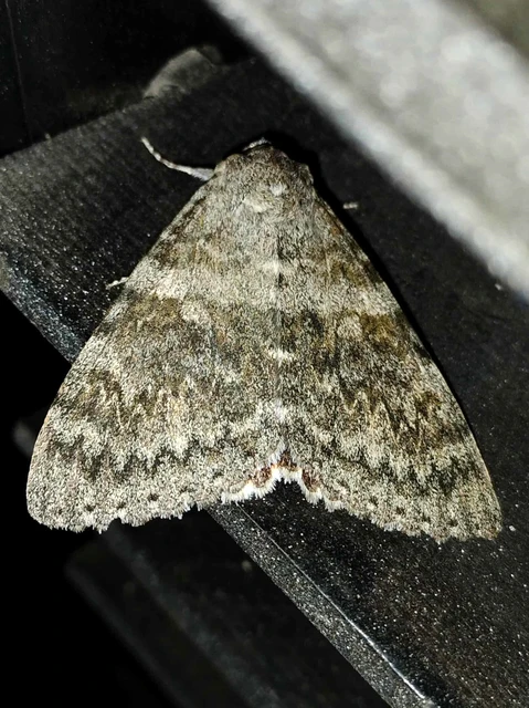 Catocala elocata - közönséges övesbagoly