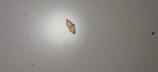 Orthonama obstipata - vándoraraszoló