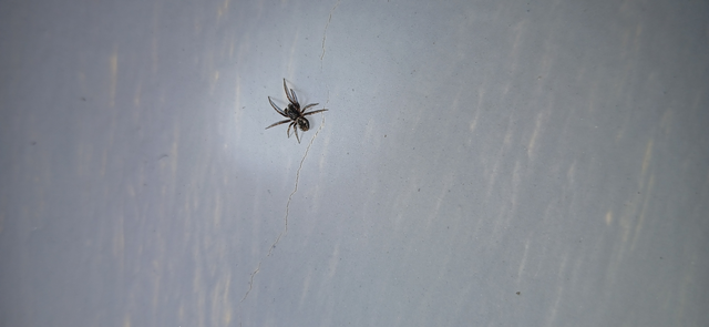 Dictynidae - hamvaspókok