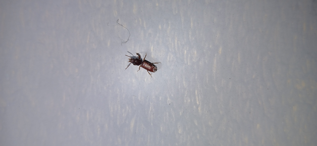 Clivina