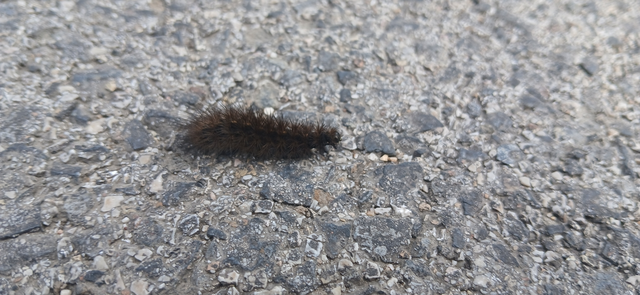 Phragmatobia fuliginosa - füstös medvelepke