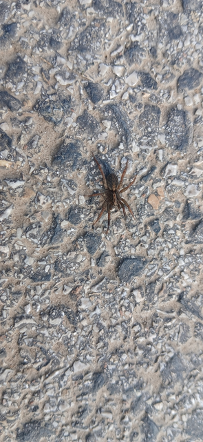 Trochosa