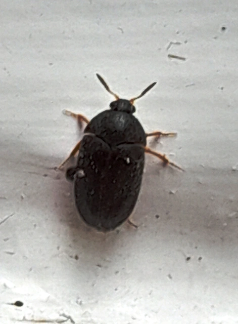 Attagenus brunneus - barna szűcsbogár