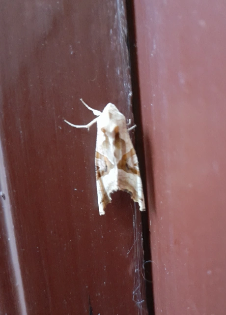 Phlogophora meticulosa - vándorló csipkésbagoly