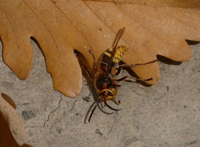 Vespa crabro - lódarázs