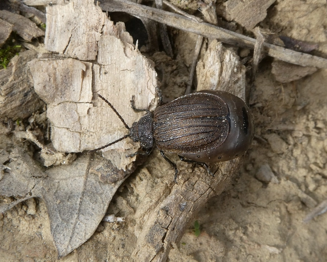 Galeruca pomonae - barna olajosbogár