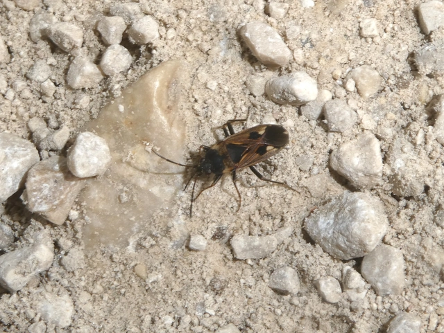 Rhyparochromus vulgaris - közönséges díszesbodobács