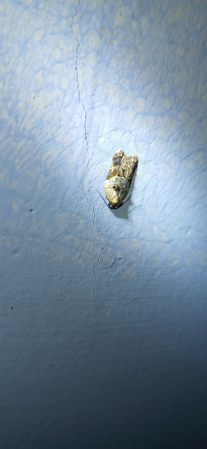Acleris variegana - tarka levélmoly