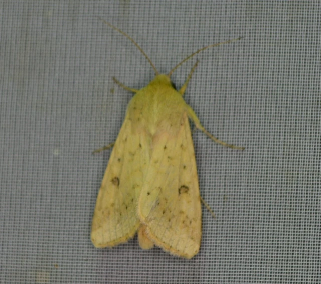 Helicoverpa armigera - kukorica-veteménybagoly Helicoverpa armigera - kukorica-veteménybagoly