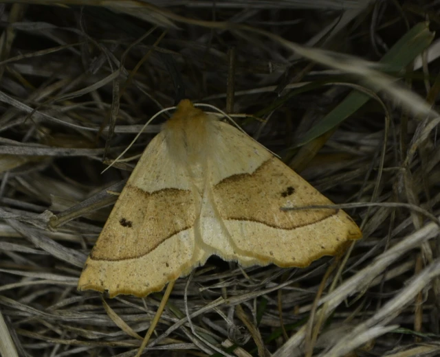 Crocallis elinguaria - sárga sávosaraszoló