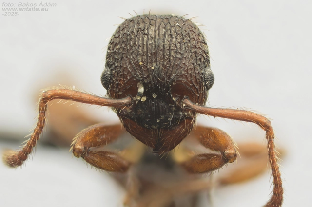 Myrmica schencki - kétszínű bütyköshangya