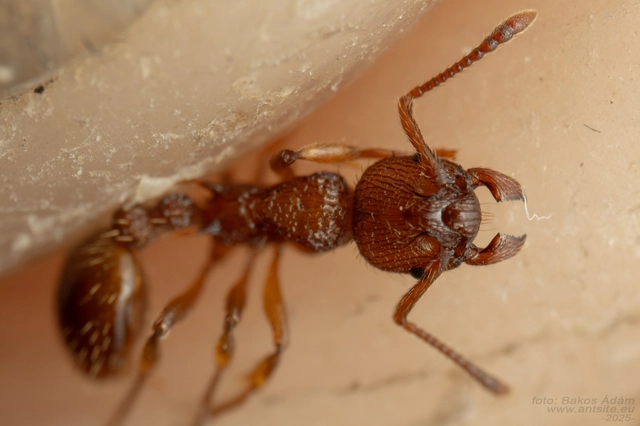 Myrmica sabuleti - gyakori bütyköshangya