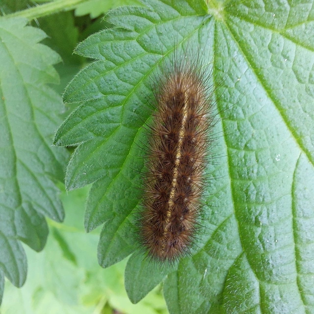 Phragmatobia fuliginosa - füstös medvelepke