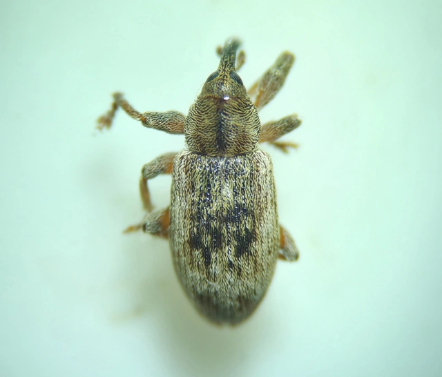 Dorytomus melanophthalmus - sárgaorrú hangormányos