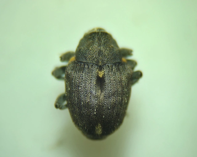 Stenocarus ruficornis - mákgyökérormányos